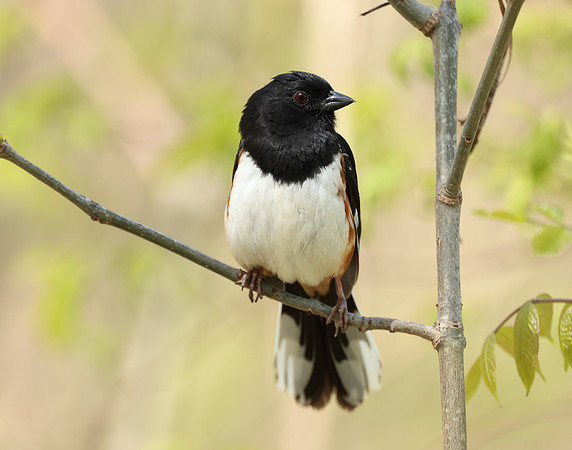 Eastern Towhee Pipilo erythrophthalmus