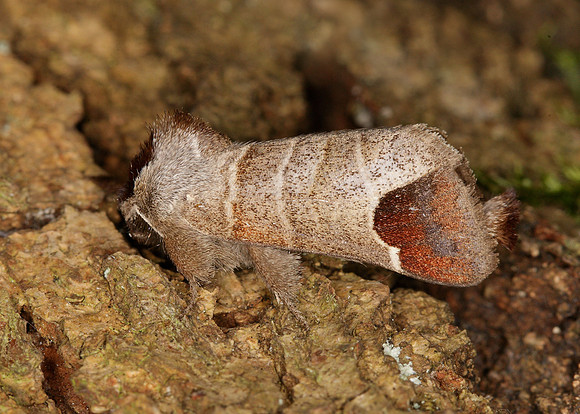 71.027 BF2019 Chocolate-tip Clostera curtula