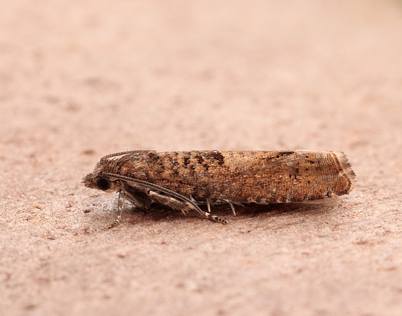 49.245 BF1137 Epinotia tetraquetrana