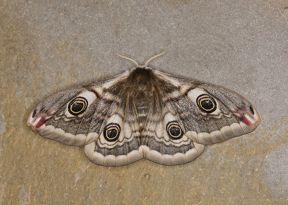 68.001BF 1643 Emperor Moth Saturnia pavonia