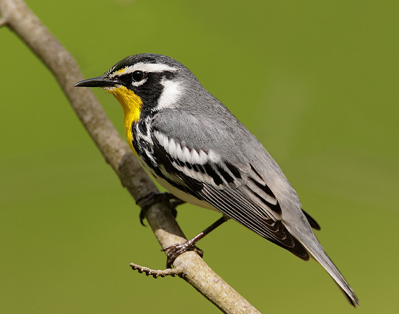 Yellow-throated Warbler  Setophaga dominica