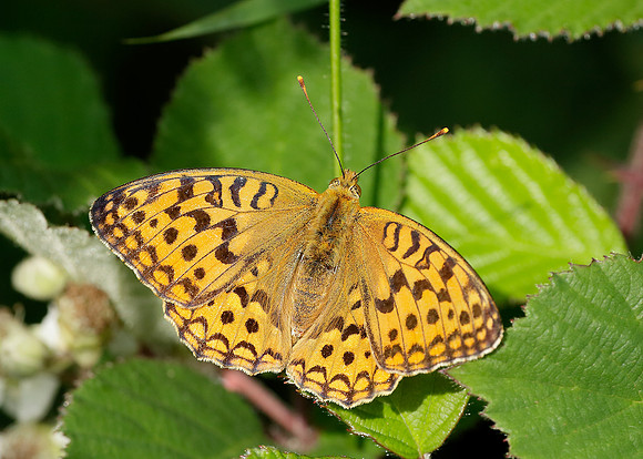 High Brown Fritillary Argynnis adippe