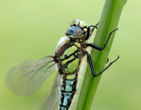 Hairy Dragonfly Brachytron pratense