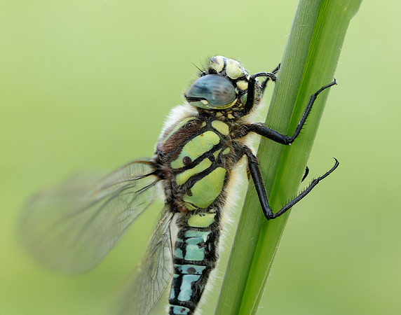 Hairy Dragonfly Brachytron pratense