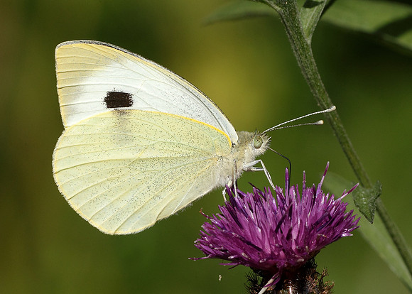 Large White Pieris brassicae