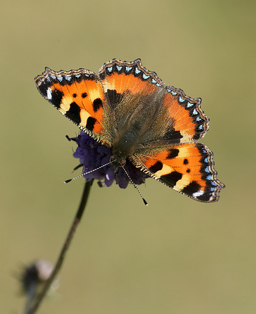Small Tortoiseshell Aglais urticae