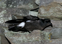 Storm Petrel Hydrobates pelagicus