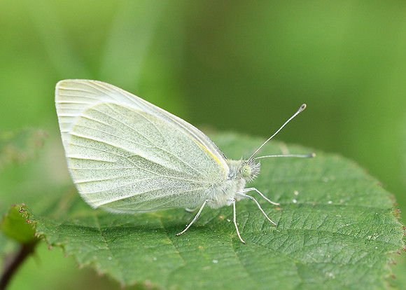 Small White Pieris rapae