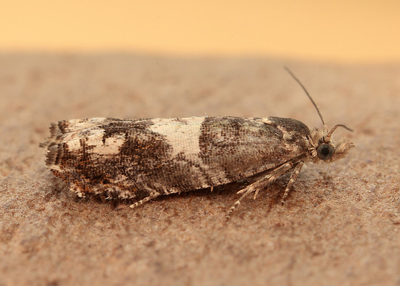 49.243 BF1135 Epinotia demarniana