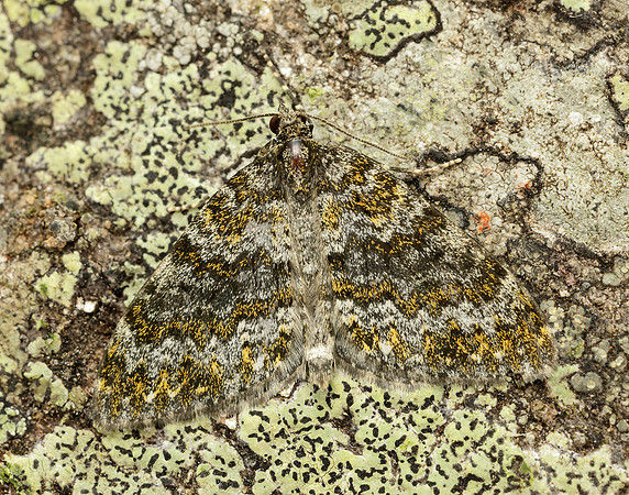 70.071 BF1743 Yellow-ringed Carpet Entephria flavicinctata
