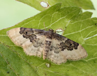70.004 BF1699 Least Carpet Idaea rusticata