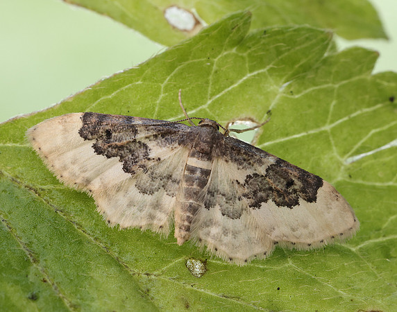 70.004 BF1699 Least Carpet Idaea rusticata