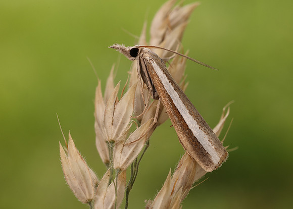 63.091 BF1307 Agriphila latistria