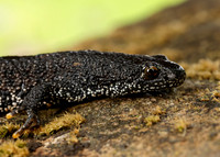 Great Crested Newt Triturus cristatus;