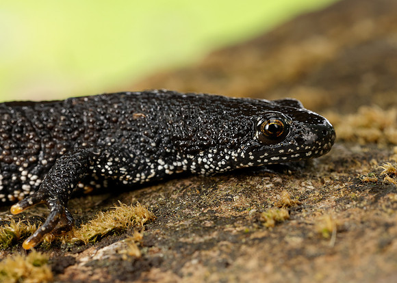 Great Crested Newt Triturus cristatus;