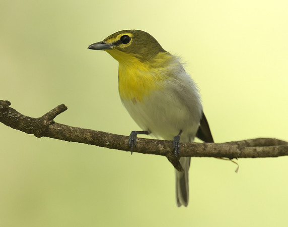 Yellow-throated Vireo Vireo flavifrons