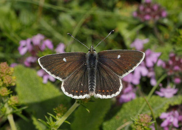 Northern Brown Argus Aricia artaxerxes artaxerxes