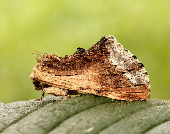 71.022 BF2009 Maple Prominent Ptilodon cucullina