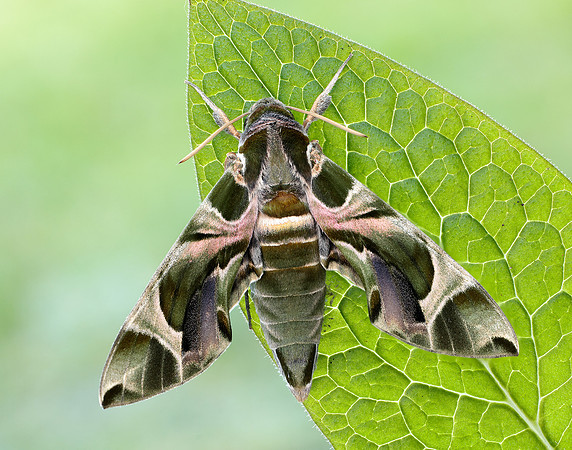 69.011 BF1985 Oleander Hawk-moth Daphnis nerii