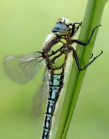 Hairy Dragonfly Brachytron pratense
