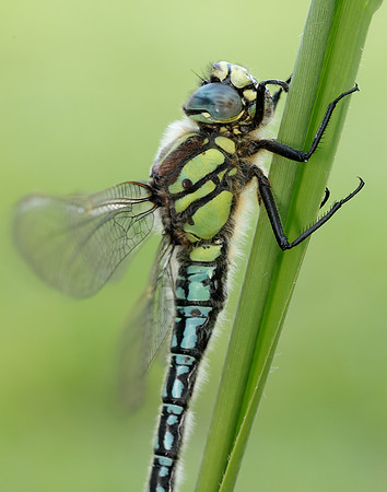 Hairy Dragonfly Brachytron pratense
