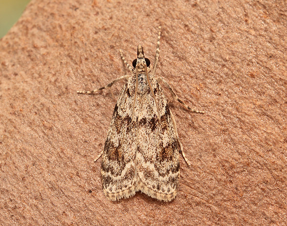 63.064 BF1334 Scoparia ambigualis