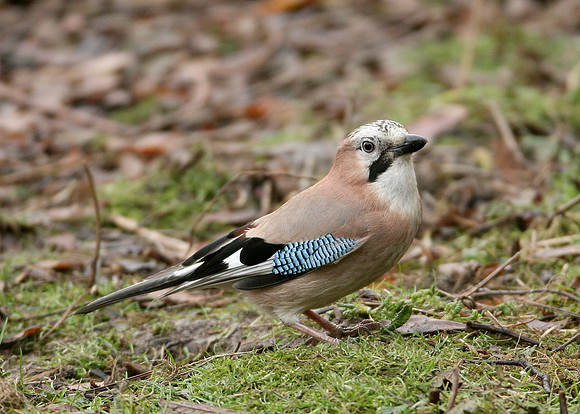 Jay Corvus glandarius