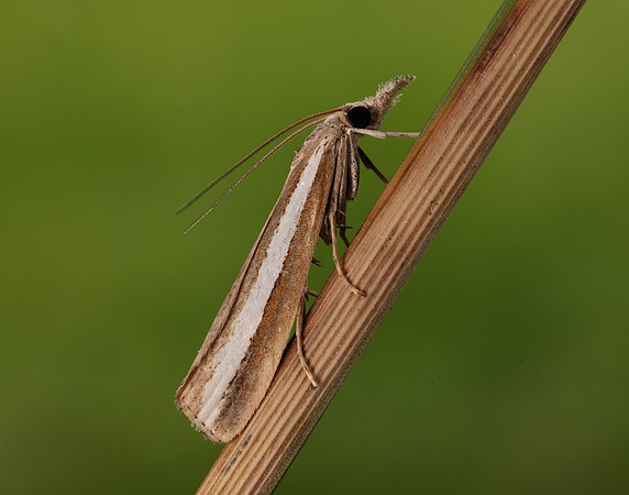 63.091 BF1307 Agriphila latistria