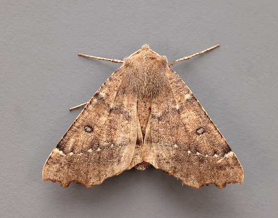 70.240 BF1920 Scalloped Hazel Odontopera bidentata
