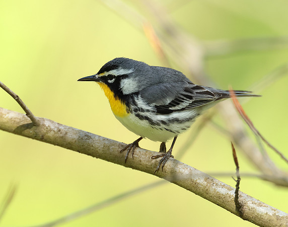 Yellow-throated Warbler  Setophaga dominica