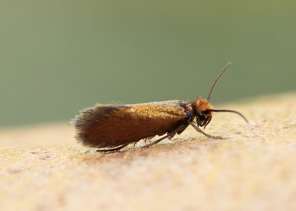 1.005 BF5 Micropterix calthella