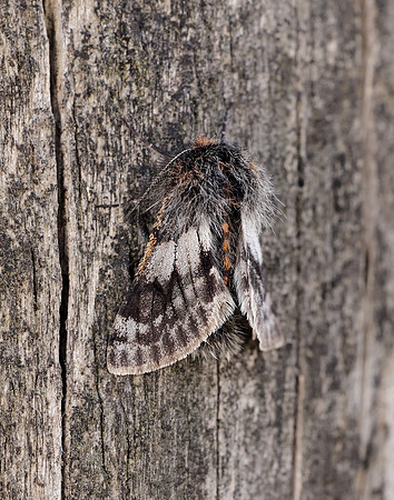 70.249 BF1929 Rannoch Brindled Beauty Lycia lapponaria