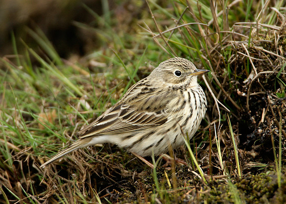 Meadow Pipit Anthus pratensis