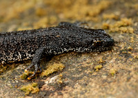 Great Crested Newt Triturus cristatus;