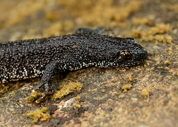 Great Crested Newt Triturus cristatus;
