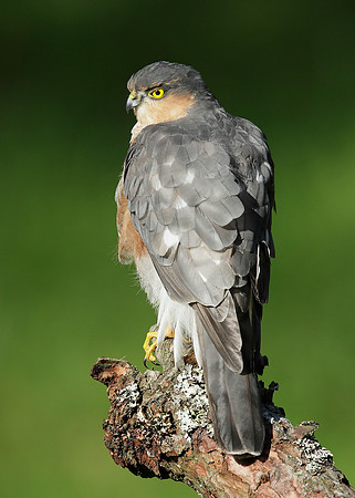 Sparrowhawk Accipiter nisus