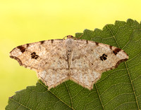 70.211 BF1889 Peacock Moth Macaria notata