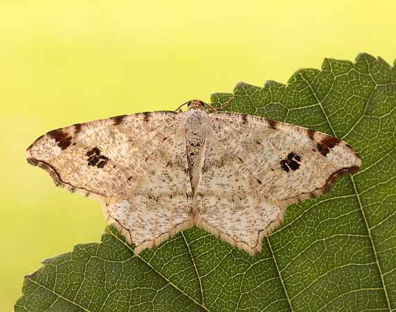 70.211 BF1889 Peacock Moth Macaria notata