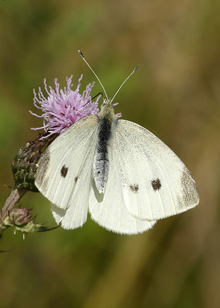 Small White Pieris rapae
