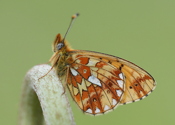 Pearl-Bordered Fritillary Boloria euphrosyne