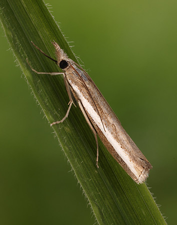 63.091 BF1307 Agriphila latistria