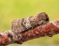 65.010 BF1654 Figure of Eighty Tethea ocularis
