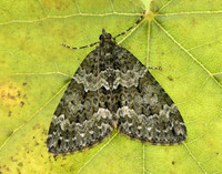 70.096 BF1761 Autumn Green Carpet Chloroclysta miata