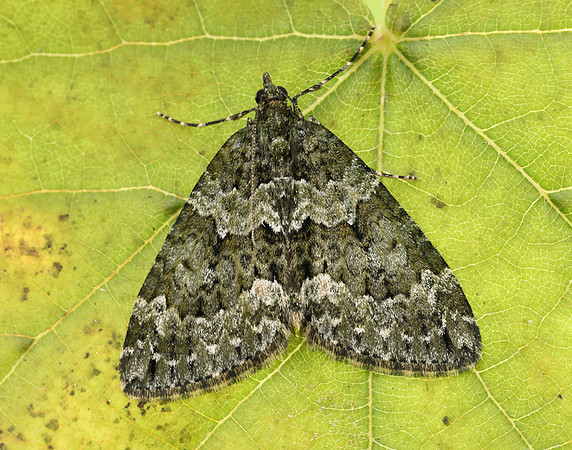 70.096 BF1761 Autumn Green Carpet Chloroclysta miata