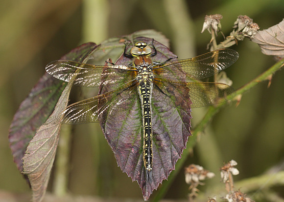 Hairy Dragonfly Brachytron pratense