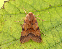 73.188 BF2265 Flounced Chestnut Agrochola helvola