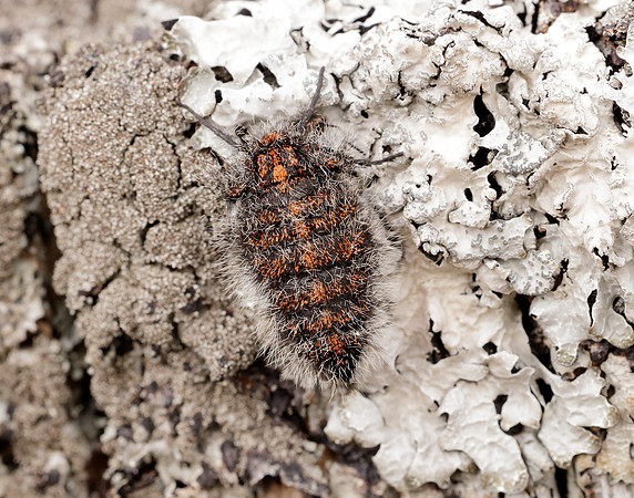 70.249 BF1929 Rannoch Brindled Beauty Lycia lapponaria