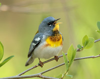 Northern Parula