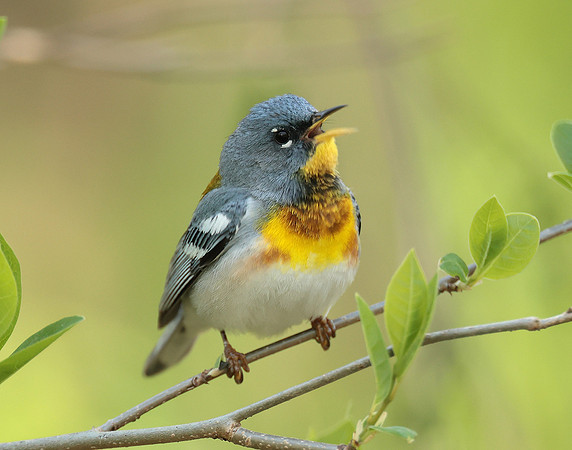 Northern Parula