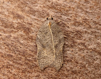 49.071 BF1062 Acleris emargana